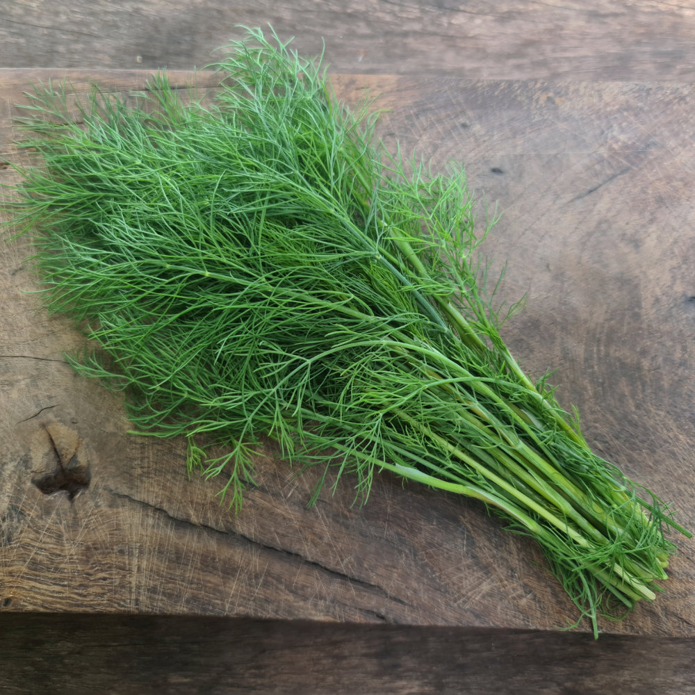 Tetra-Dill