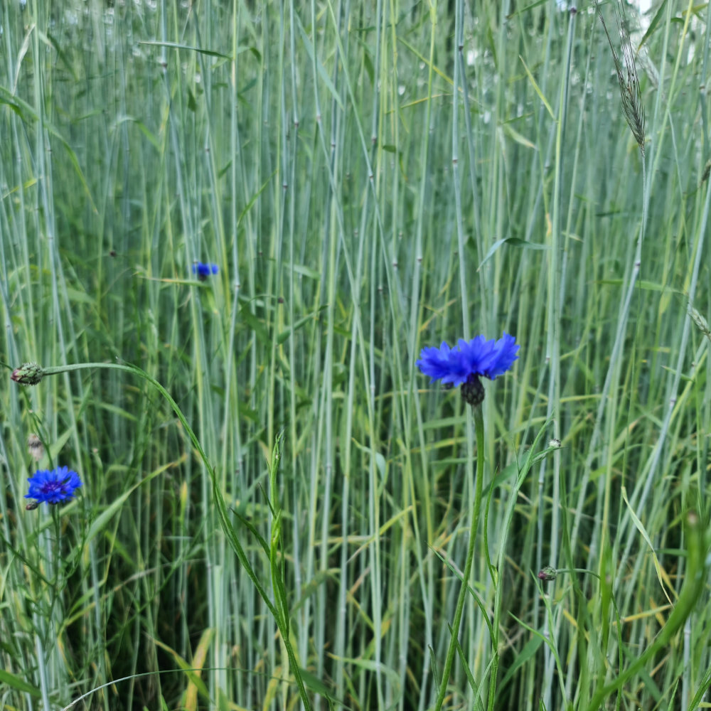 Kornblume, blau
