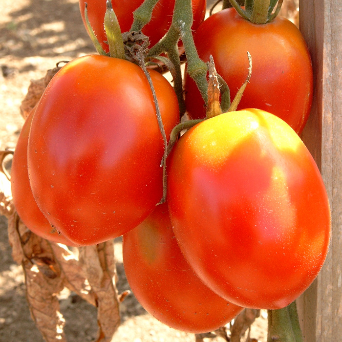 Marktomate De Berao (Baumtomate)