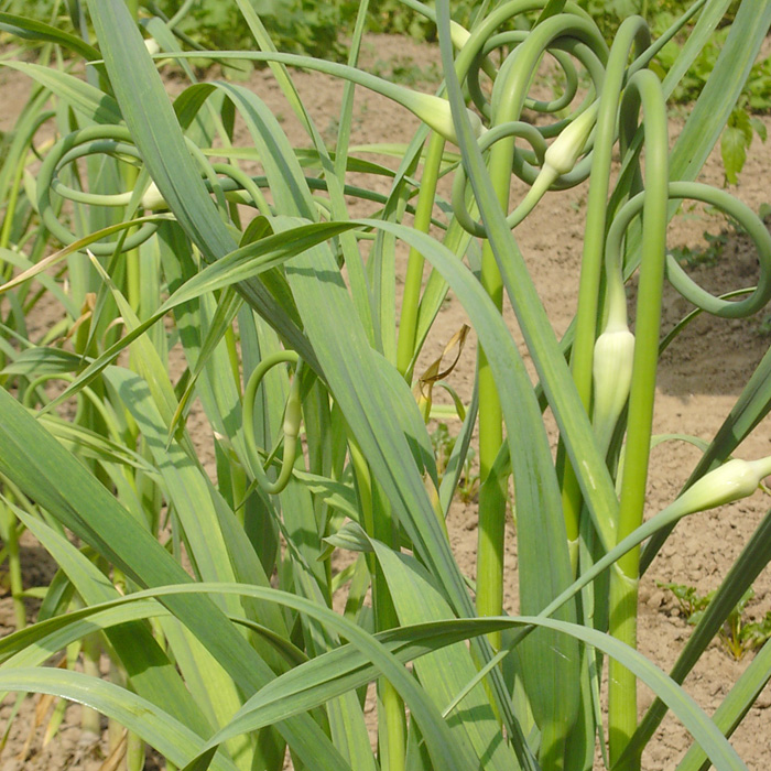 Knoblauch Rocambole