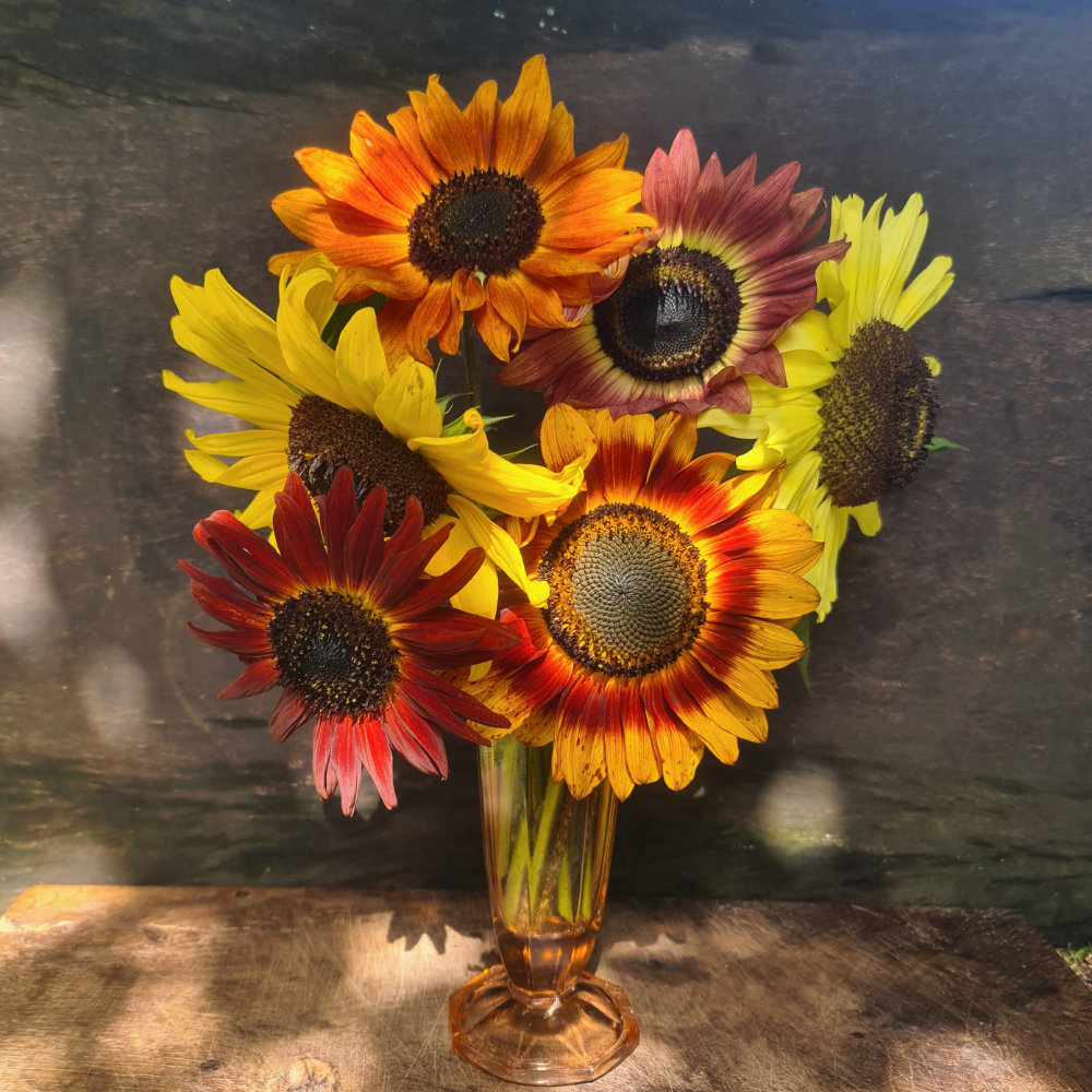 Sonnenblume Mischung