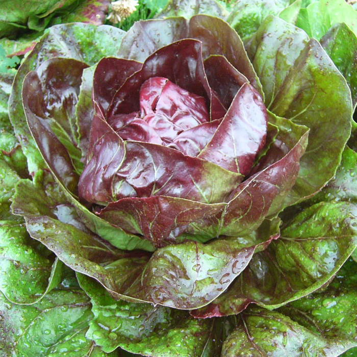 Radicchio Palla Rossa
