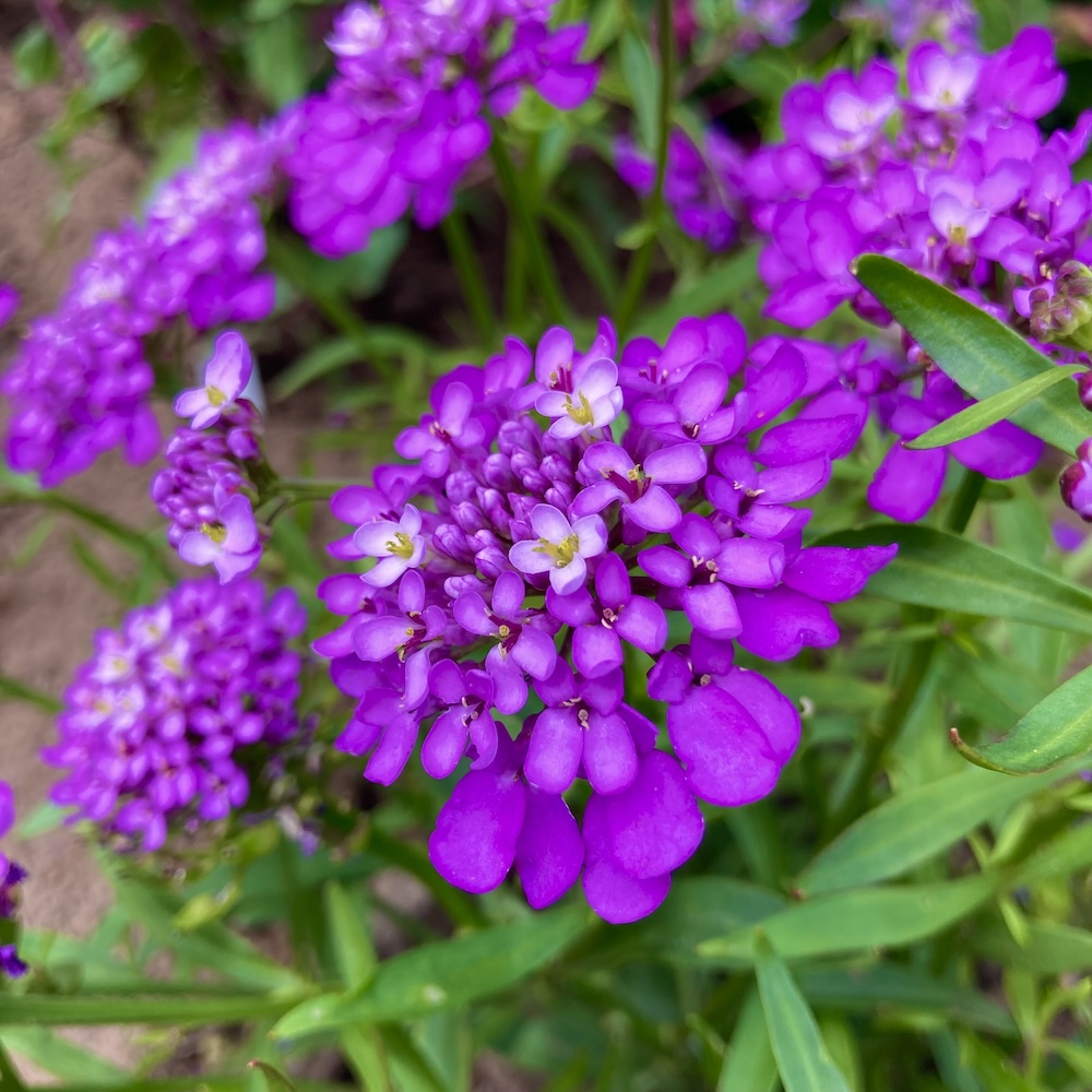 Schleifenblume