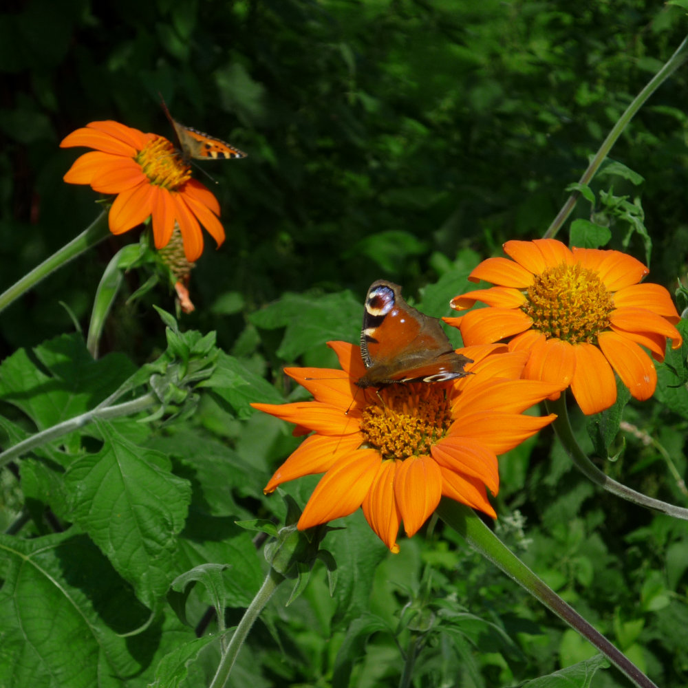 Mexikanische Sonnenblume