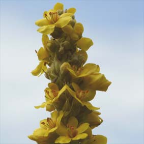 Großblütige Königskerze