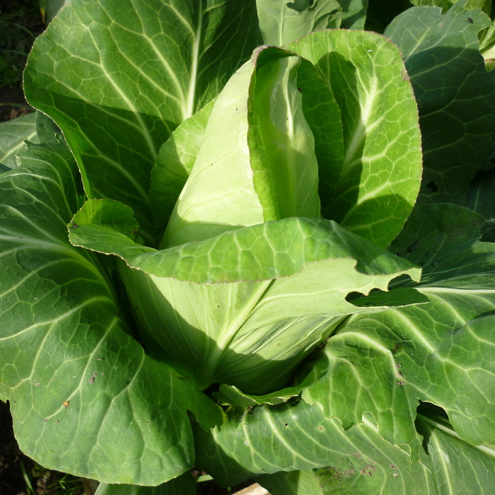 Spitzkohl Jersey Wakefield (Delfter Spitz)