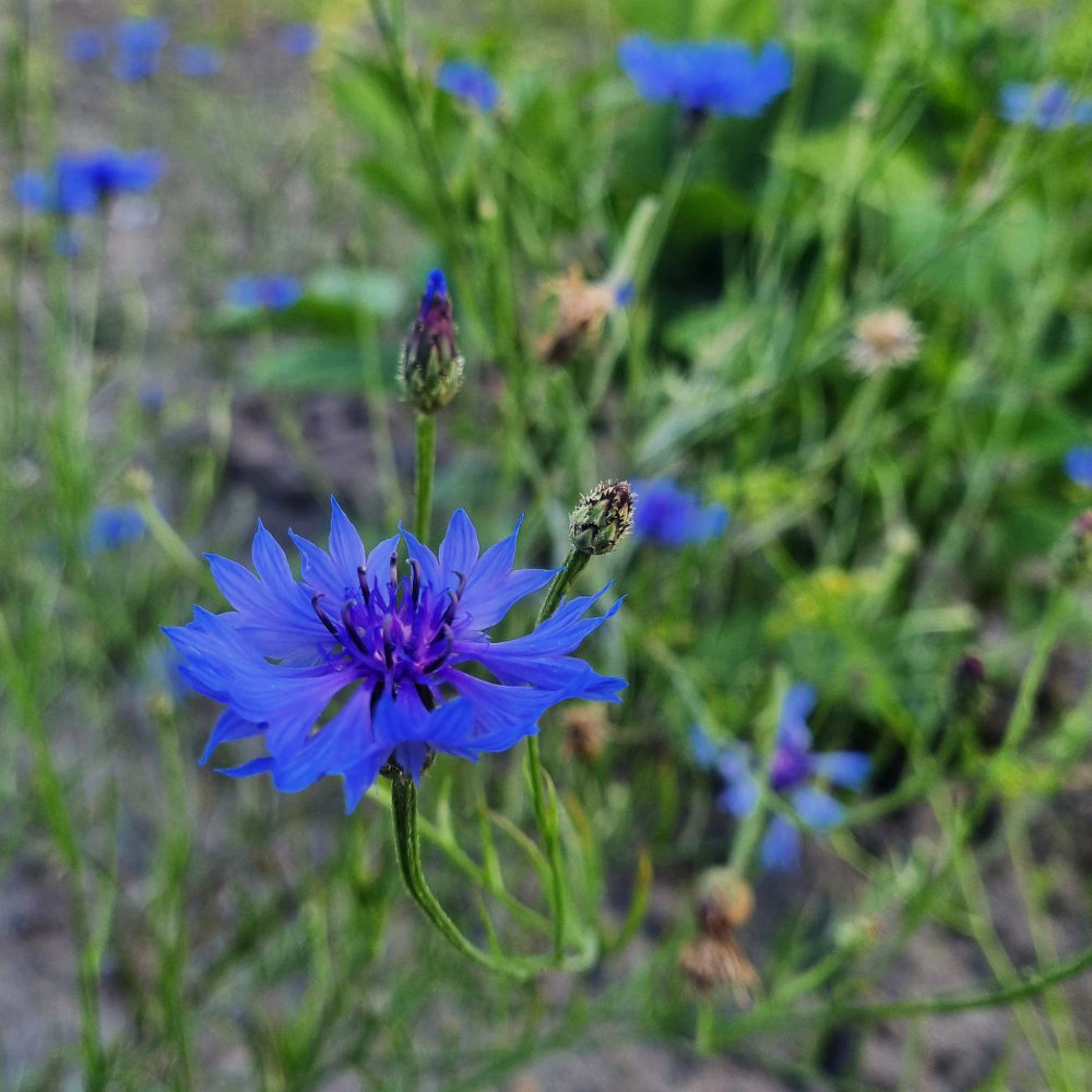 Kornblume, blau