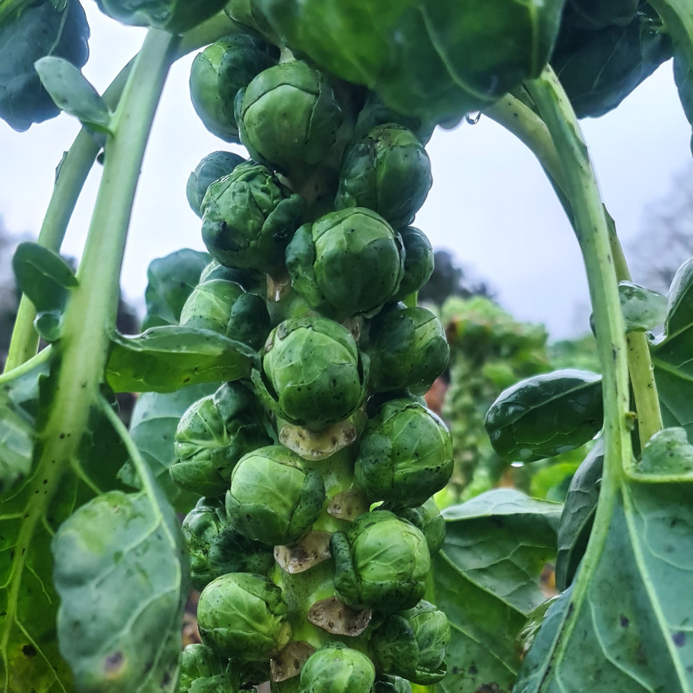 Rosenkohl Groninger