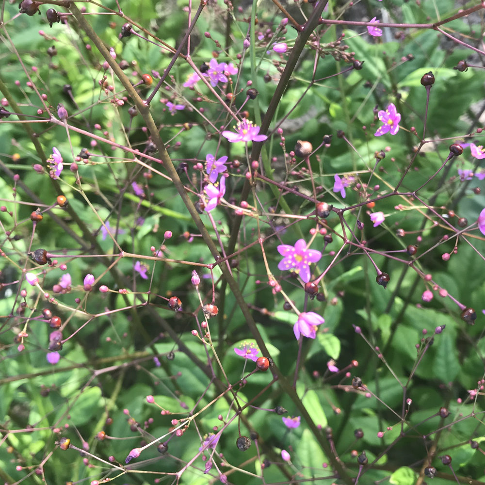 Erdginseng