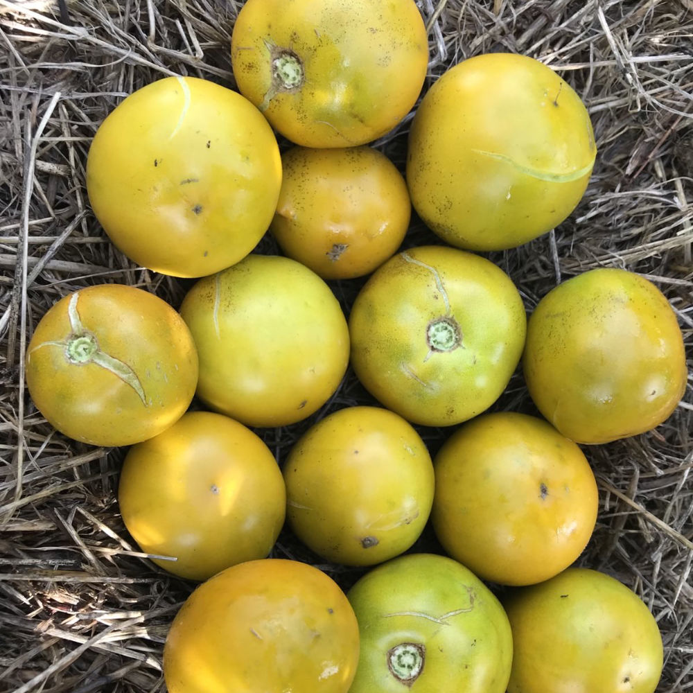 Buschtomate Lime Green