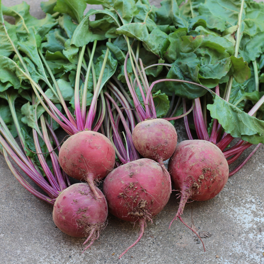 Rote Bete Tonda di Chioggia