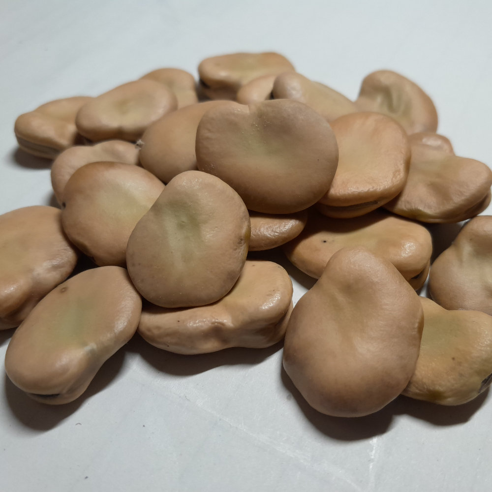 Puffbohne Wagners Perfekta