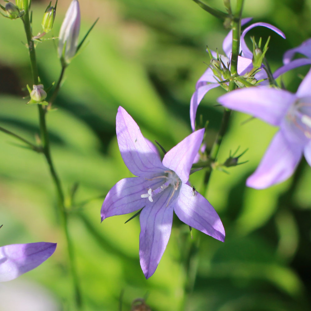 Rapunzelglockenblume