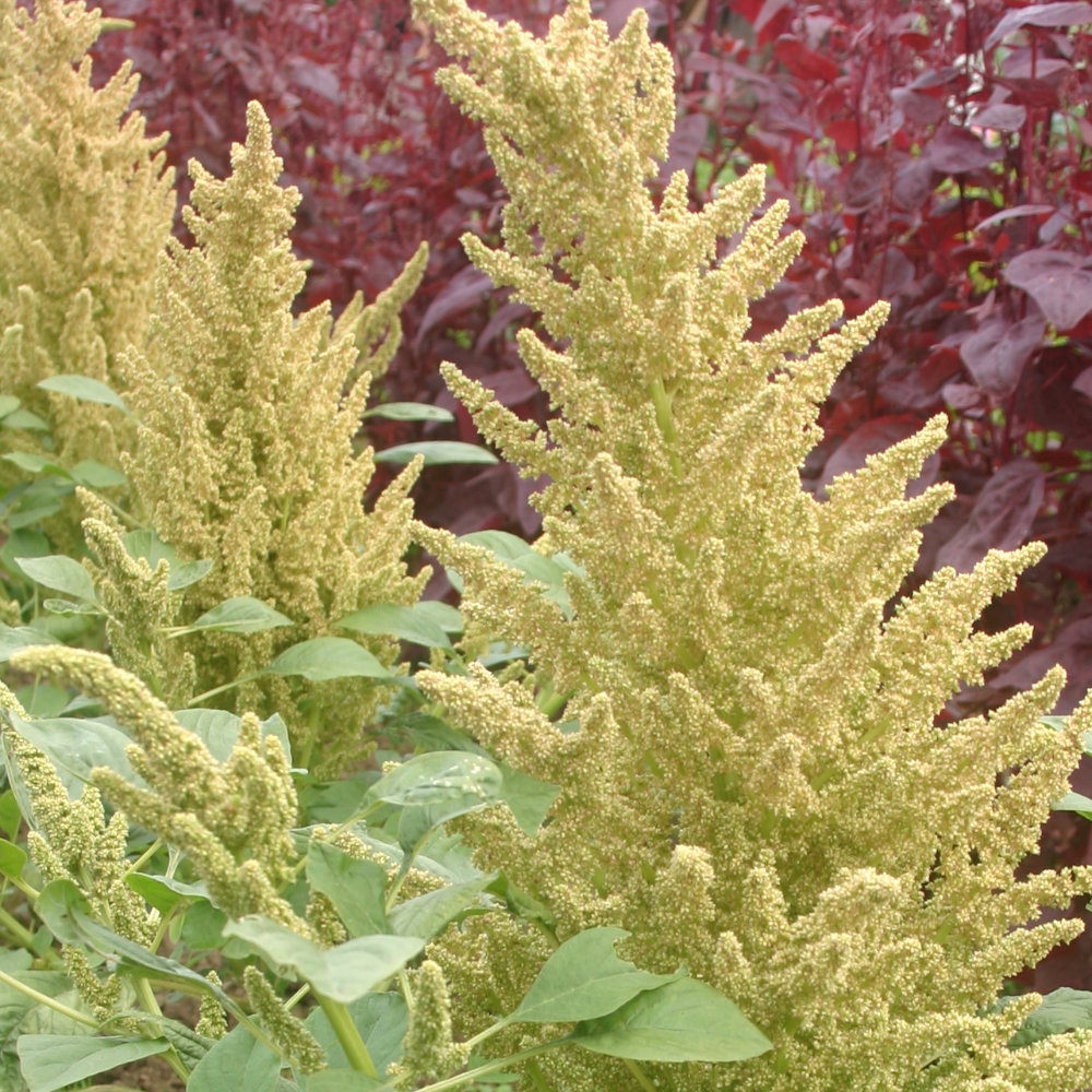 Popp-Amaranth Alegria