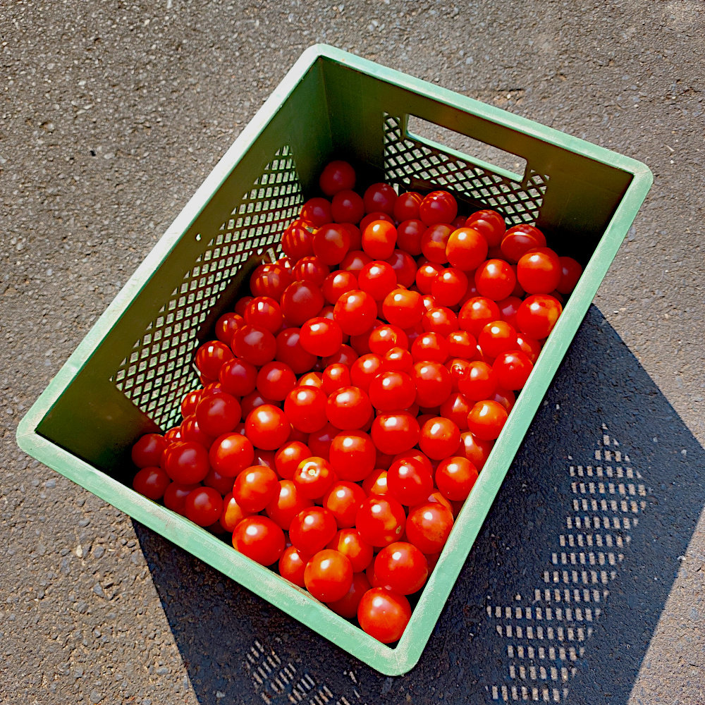 Cocktailtomate Vesennij Mieurinskij