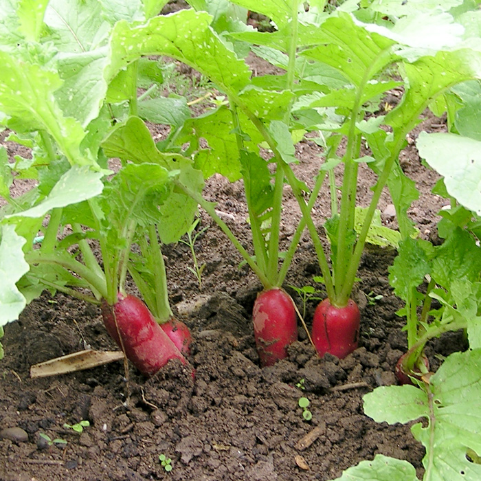 Sommerrettich Ostergruß rosa 2