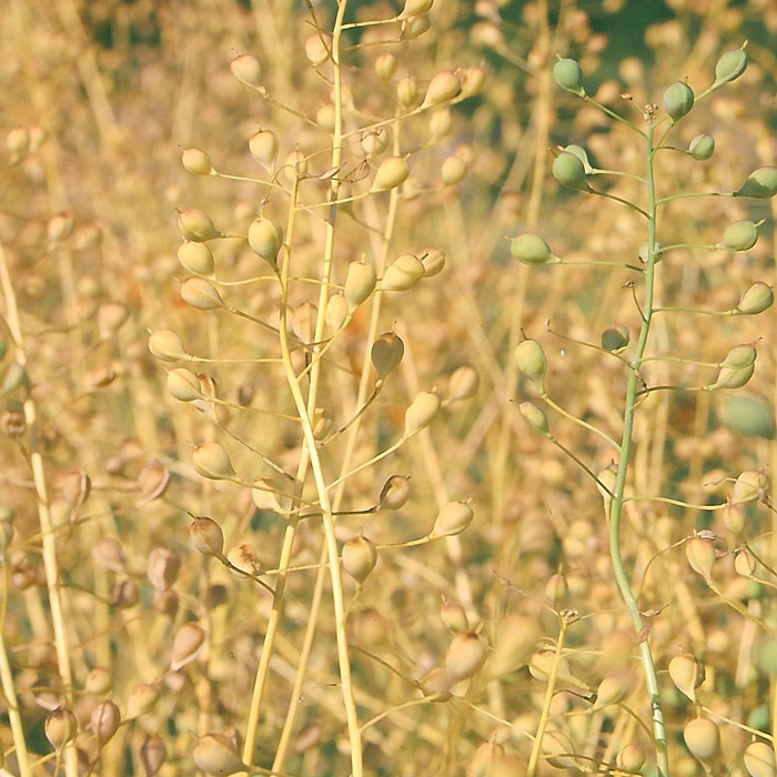Gezähnter Leindotter