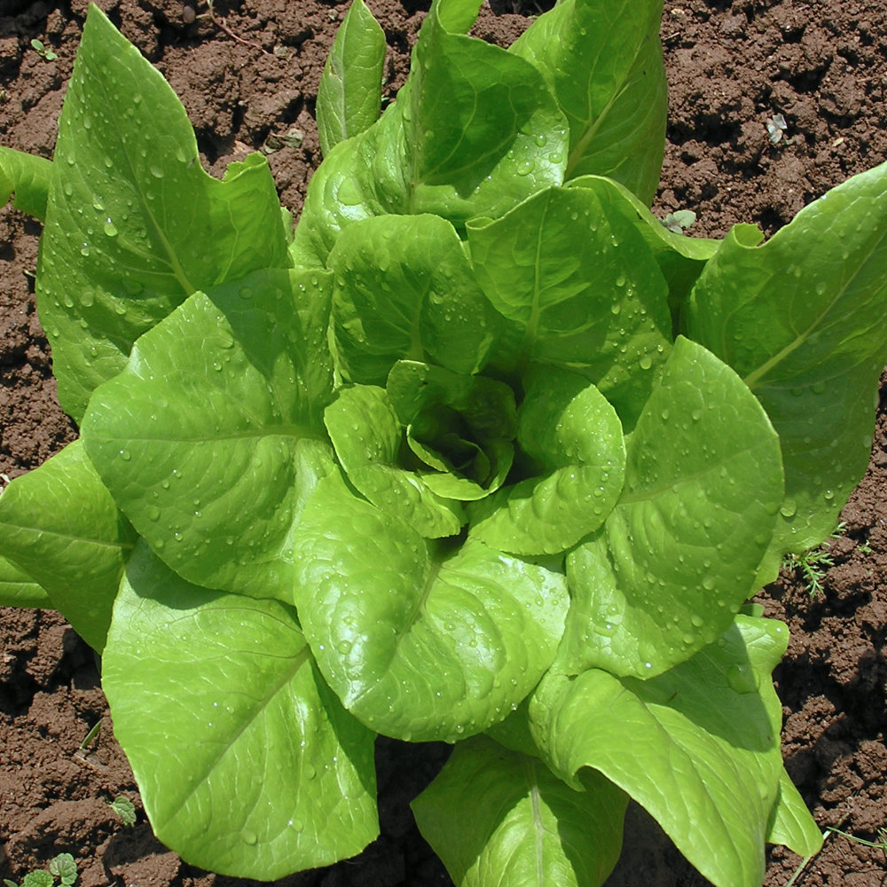 Schnittsalat Ochsenzunge