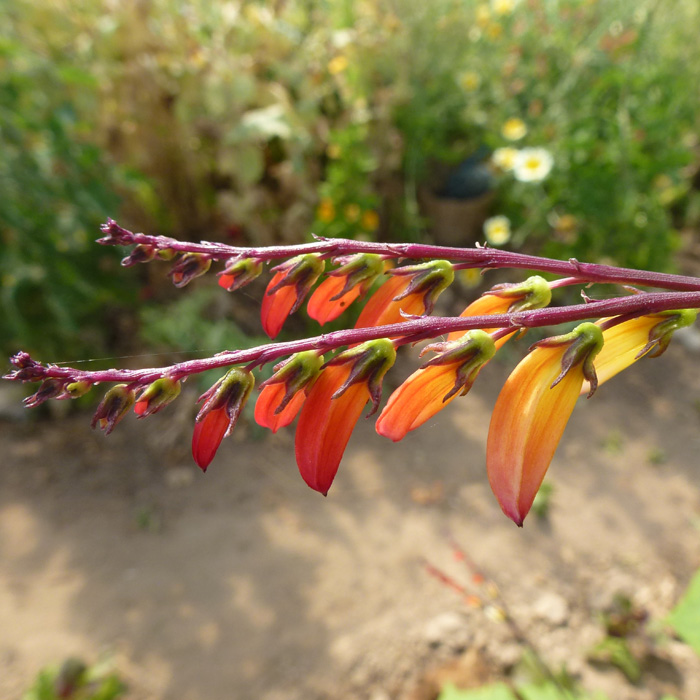 Sternwinde Feuerzunge