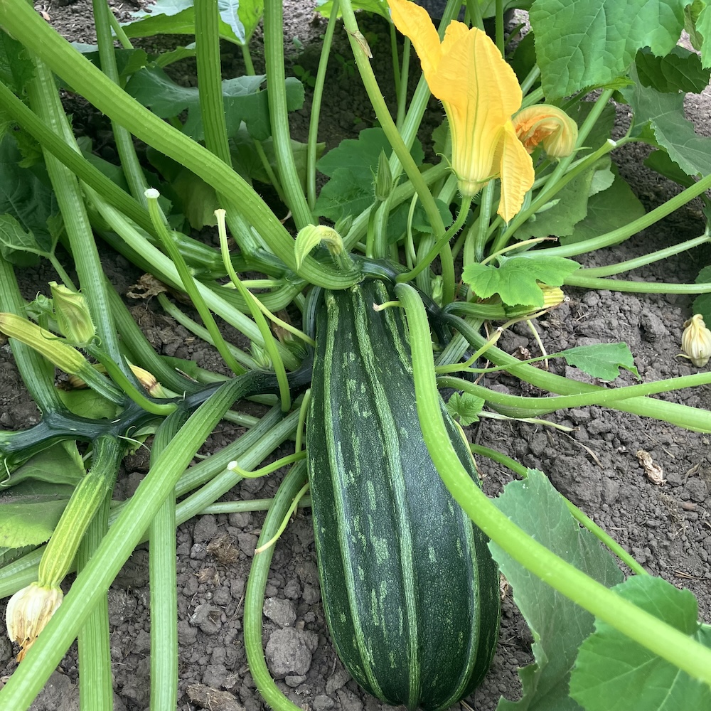 Zucchini Costates Romanesco