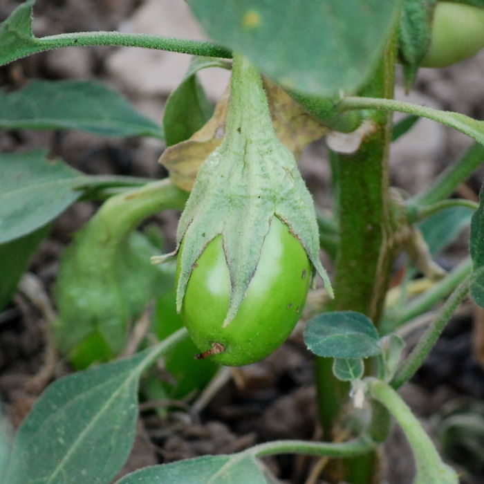 Aubergine Little Green Queen