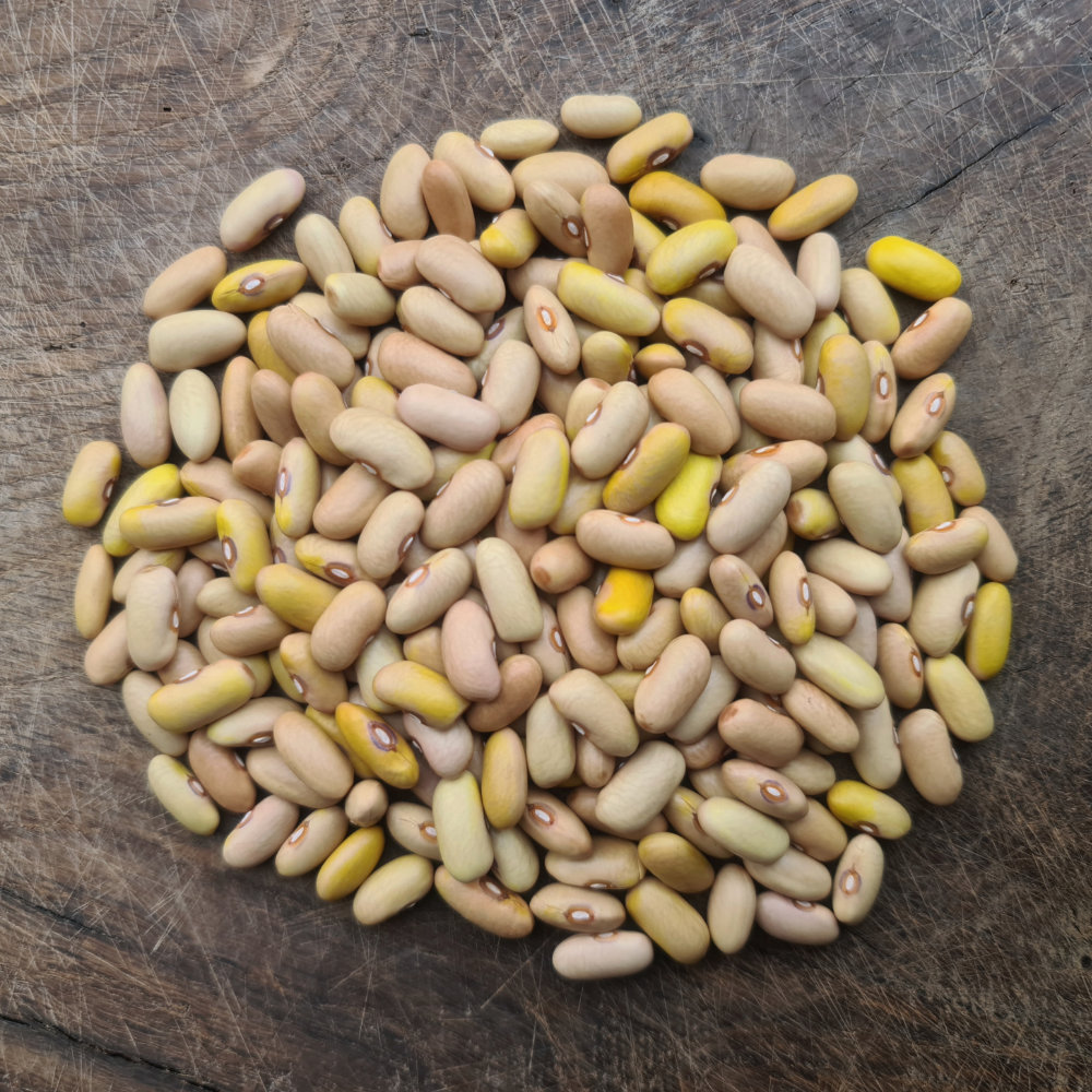 Trockenbohne Braune Hartschielen