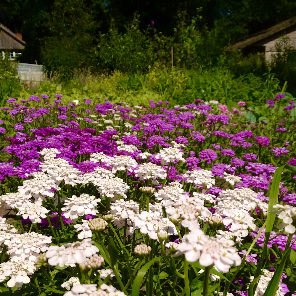 Schleifenblume