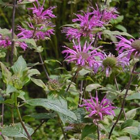 Bergamott-Monarde
