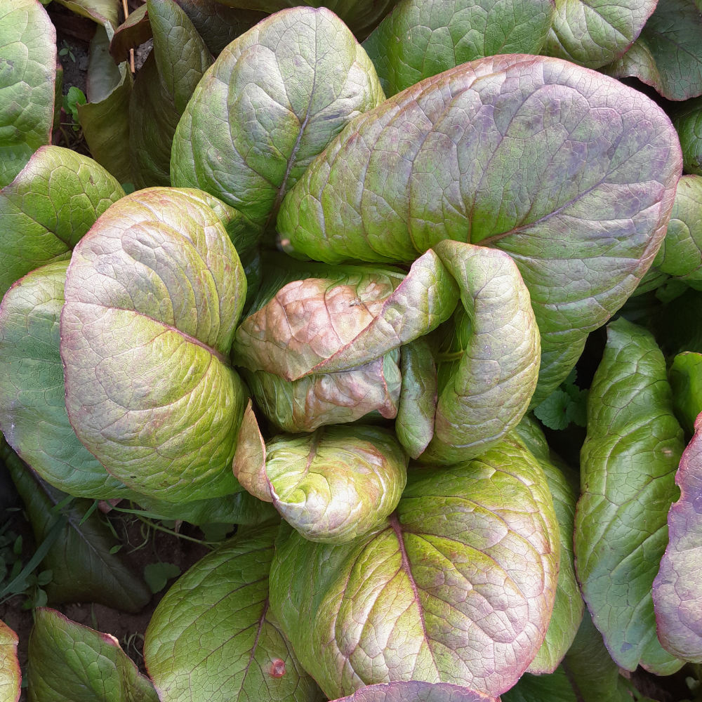 Römersalat Red Cos