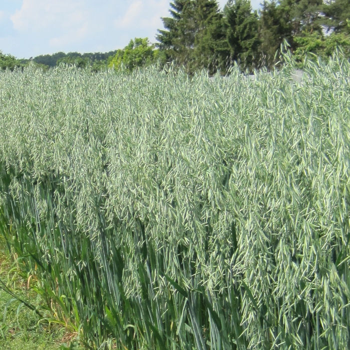 Nackthafer Landsorte aus Tschechien