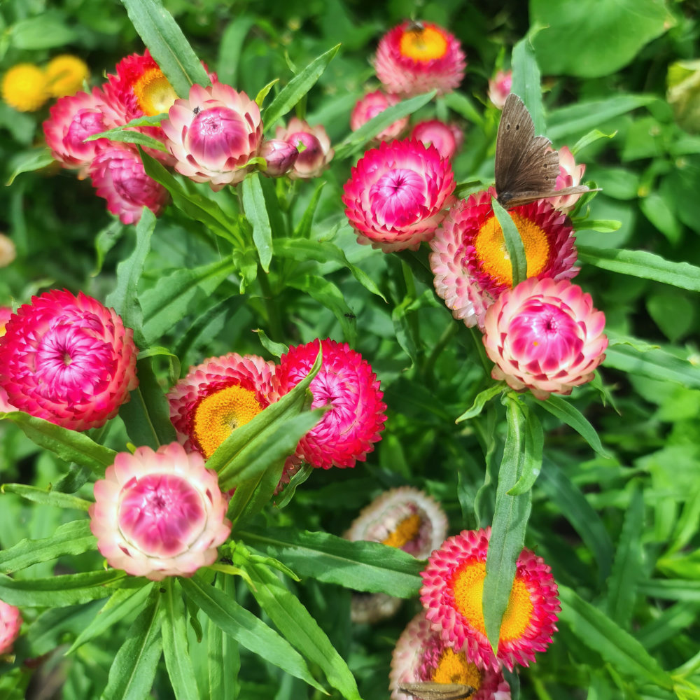 Strohblume Niedrige