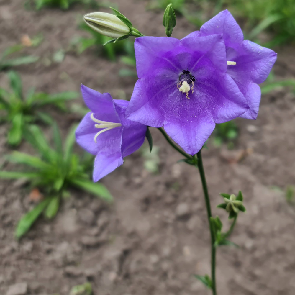 Pfirsichblättrige Glockenblume