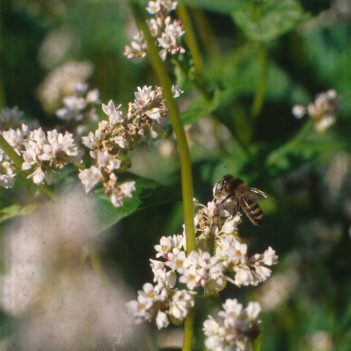 Gewöhnlicher Buchweizen (40 m²)