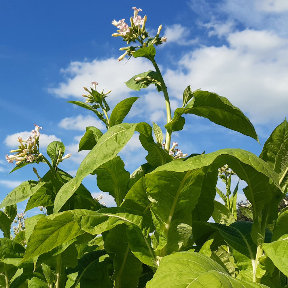Rauchtabak Virginischer Echter
