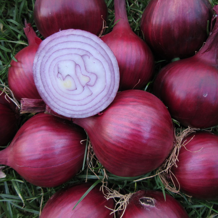 Saatzwiebel Red Baron