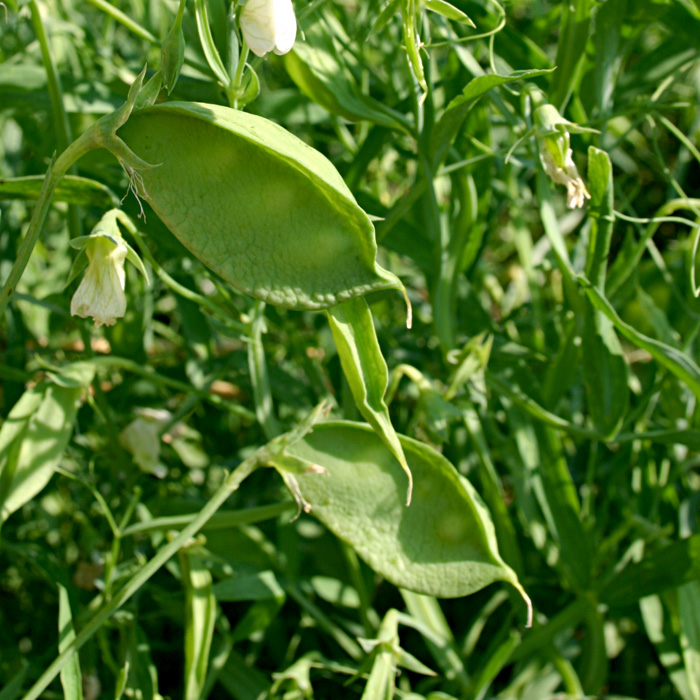 Speiseplatterbse Große Weiße