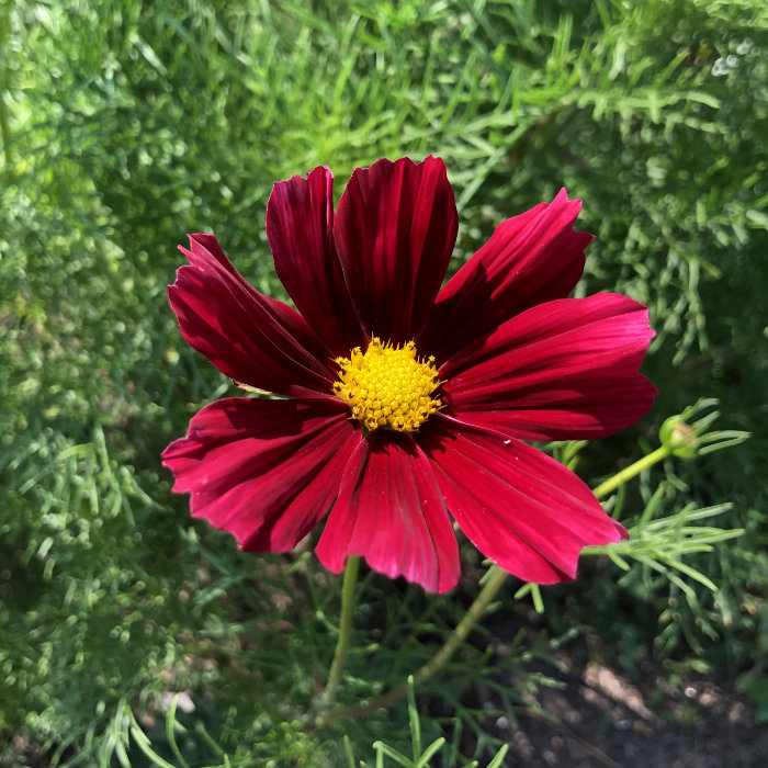 Cosmea Rubenza