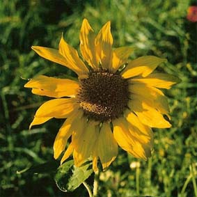 Sonnenblume Rostov Black