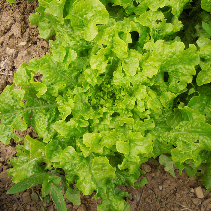 Schnittsalat Gelber Krauser (A couper feuille de chène blonde à graine noire)