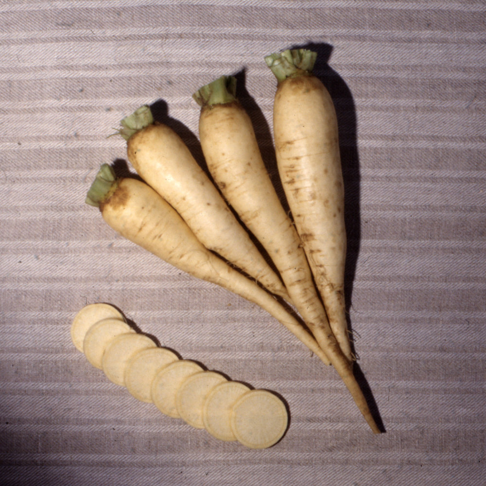 Herbstrübe Bortfelder