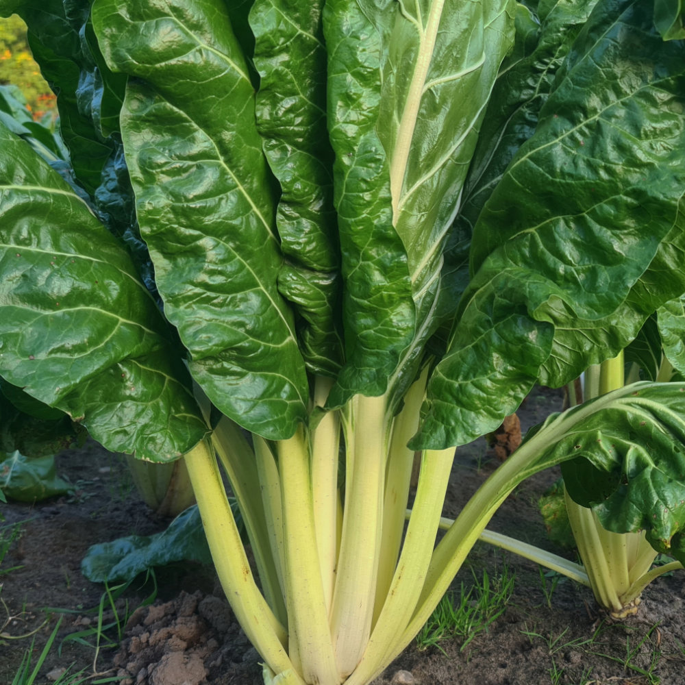 Stielmangold Walliser