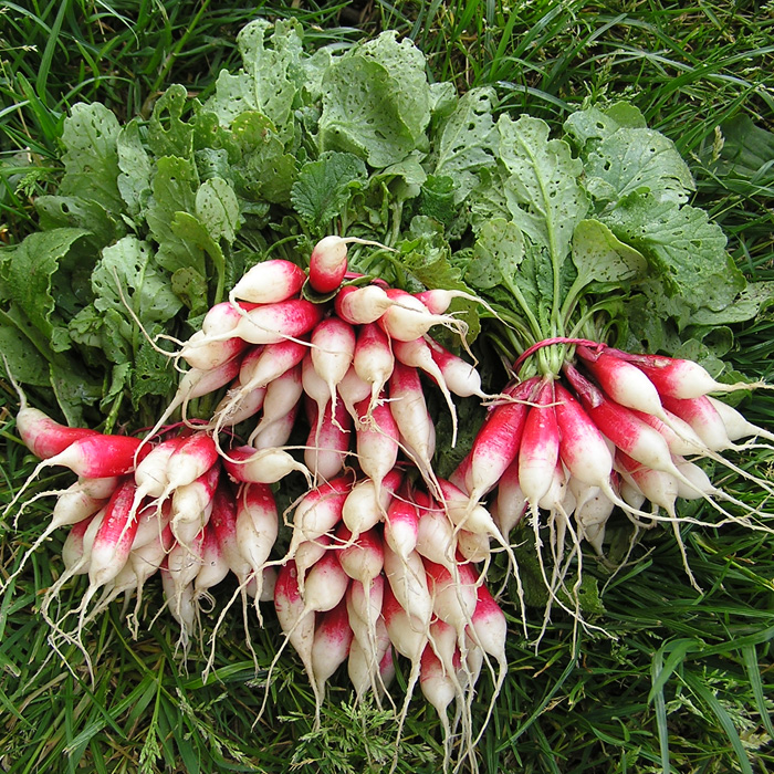 Radieschen De dix-huit jours (18 Tage)