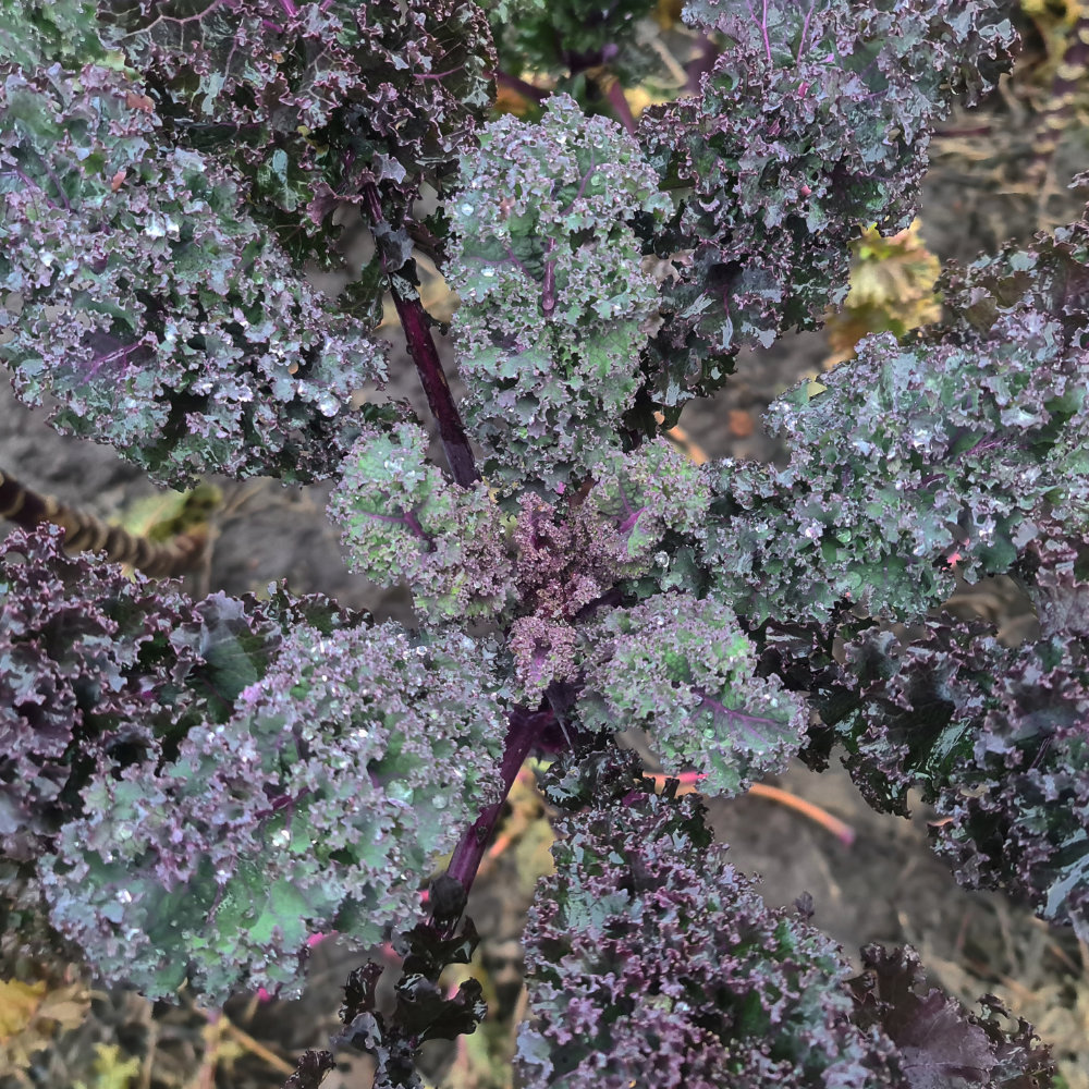 Braunkohl Rote Palme