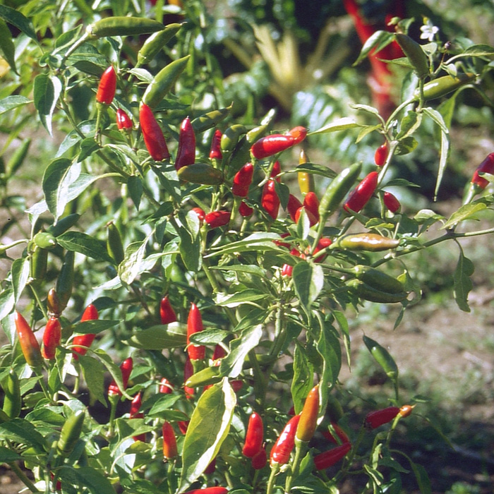 Chili Rotes Teufele