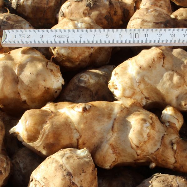 Topinambur Gute Gelbe