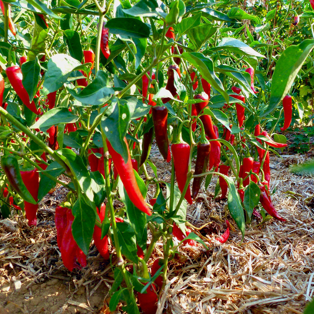 Gewürzpaprika Sha Ema