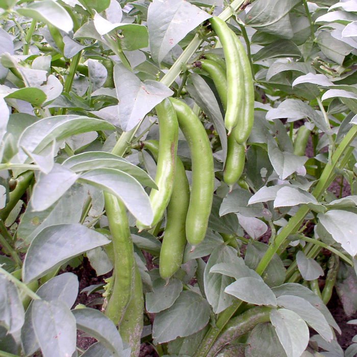 Puffbohne Hangdown Grünkernig