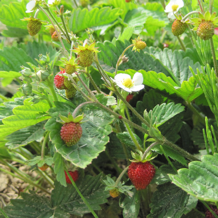 Monatserdbeere Rügen