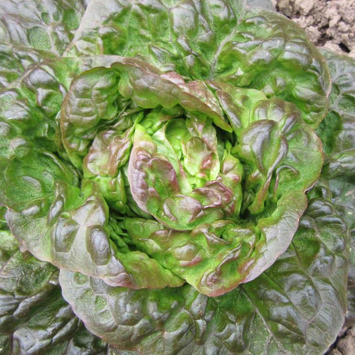 Winterkopfsalat Baquieu
