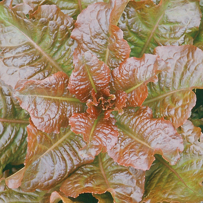 Schnittsalat Reddone